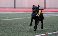 Meet Shadow: The tee-retrieving black Labrador blazing across the turf at Freedom football games